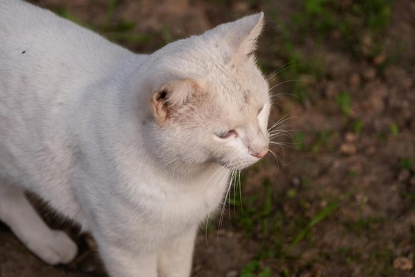 Finde stilvolle leo kleider ideal für besondere events