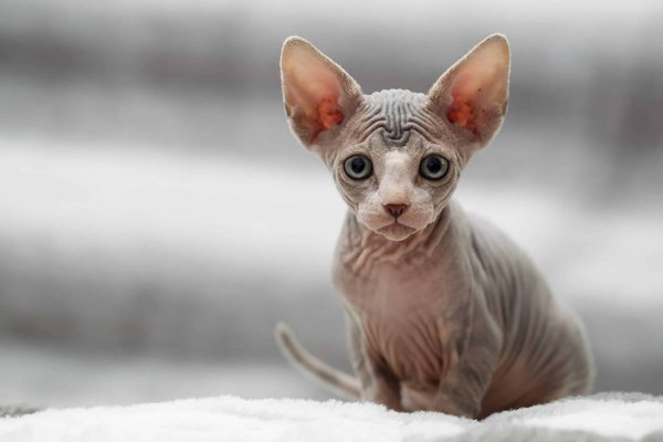 Welche speziellen Pflegehinweise gibt es für Sphynx-Katzen aufgrund ihrer haarlosen Haut?